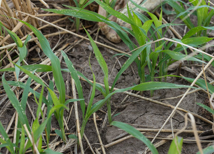 Sorghum Sudan (SolarMaxx PPS)
