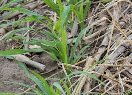 Sorghum Sudan (Super Cover)