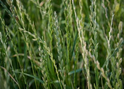 Annual Ryegrass (Ranahan) - Tetraploid