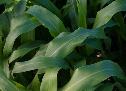 Sorghum Sudan (506x51 BMR Dwarf)
