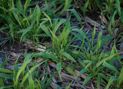 Brown Top Millet