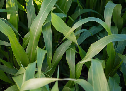 Sorghum Sudan (SolarMaxx PPS)