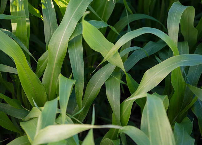 Sorghum Sudan (SolarMaxx PPS)
