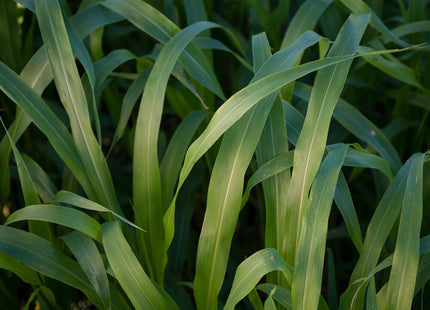 Sorghum Sudan (Super Cover)