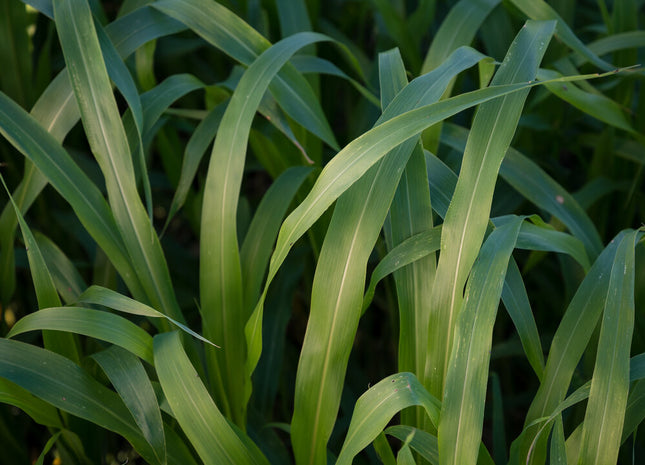 Sorghum Sudan (Super Cover)