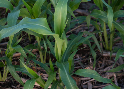 Forage Sorghum (Sweet Cane Max MS)