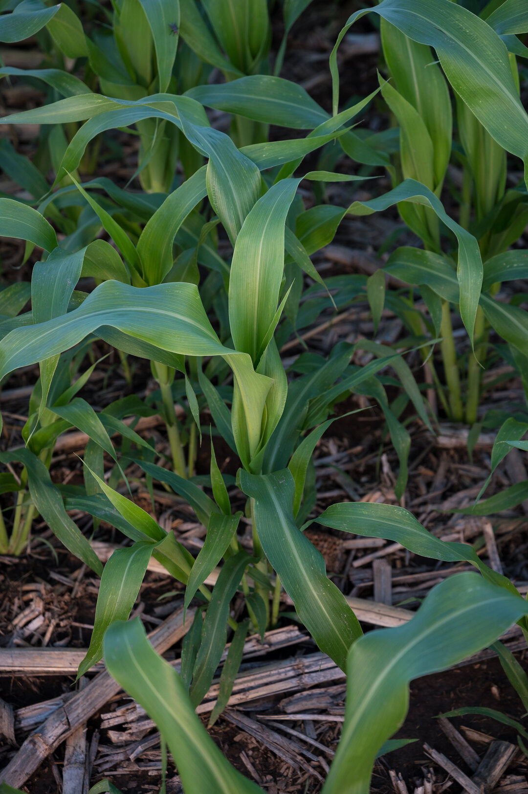 sweet sorghum seeds for planting Forage Sorghum (Sweet Cane Max MS) – Green Cover