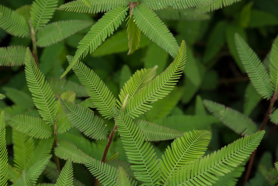 Aeschynomene (American Joint Vetch) – Green Cover