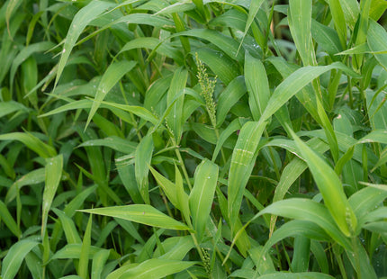 Brown Top Millet