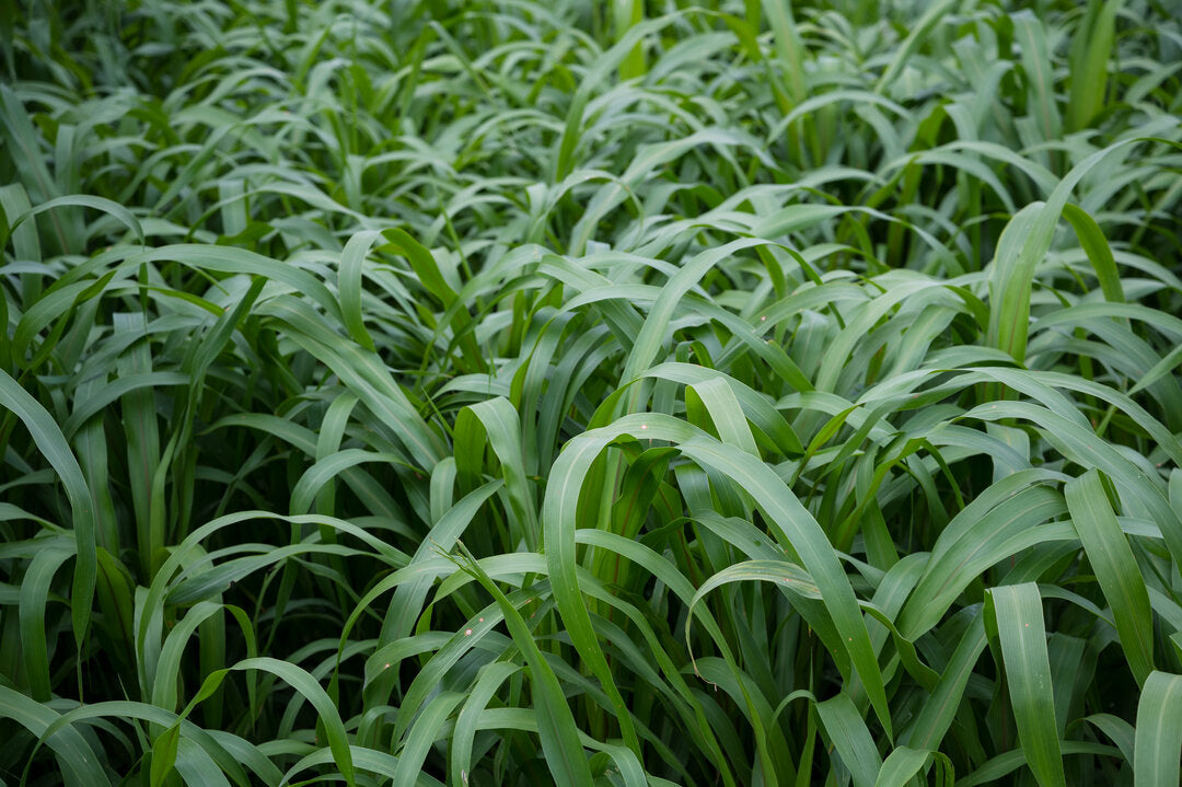 Pearl Millet (Exceed BMR) – Green Cover