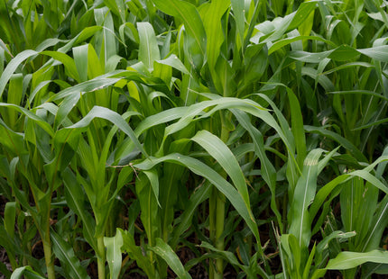 Grazing Popcorn (Non-GMO)