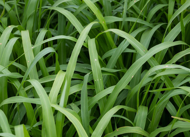 Pearl Millet (Green Giant Hybrid)