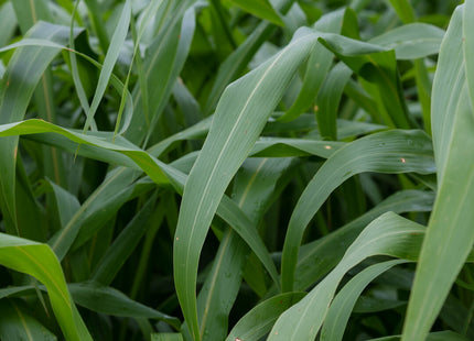 Sorghum Sudan (SolarMaxx PPS)