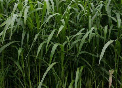 Sorghum Sudan (Super Cover)