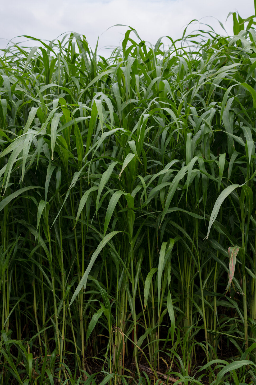 sudan grass herbicides Sorghum Sudan (Super Cover) – Green Cover