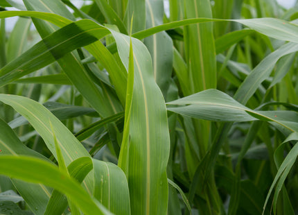 sorghum seed for the garden saskatchewan Forage Sorghum (Sweet Cane Max MS) – Green Cover