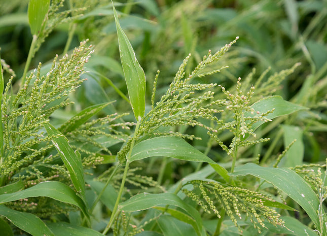 Brown Top Millet