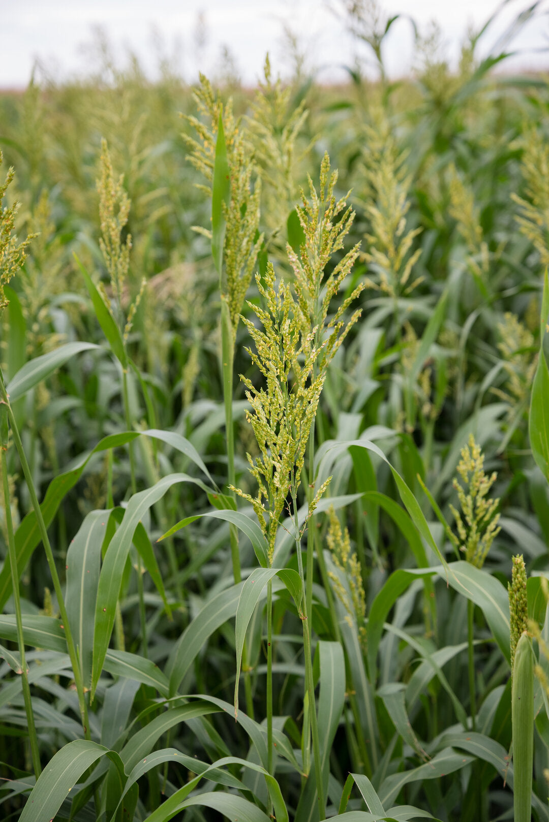 Sorghum Sudan (Super Cover) – Green Cover