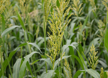Sorghum Sudan (Super Cover)