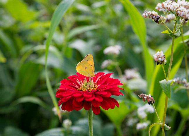 Honeybee and Pollinator Production
