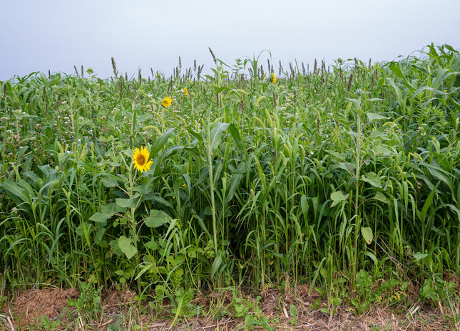 Game Bird Mix