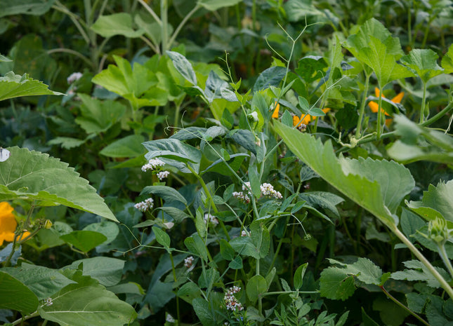 Milpa Garden Warm Season