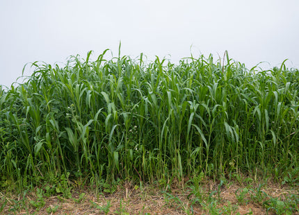 Post-Wheat Cover
