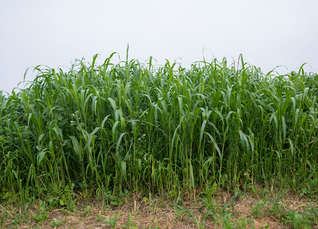 Post-Wheat Cover
