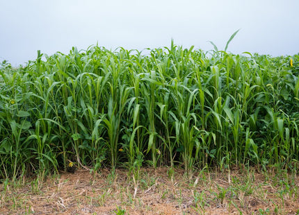 Stockpile Grazing Mix