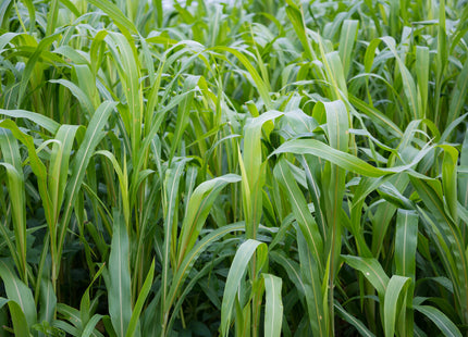 Stockpile Grazing Mix