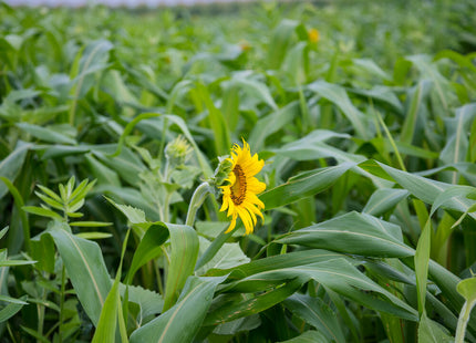 Warm Season Sheep/Goat Grazing Mix