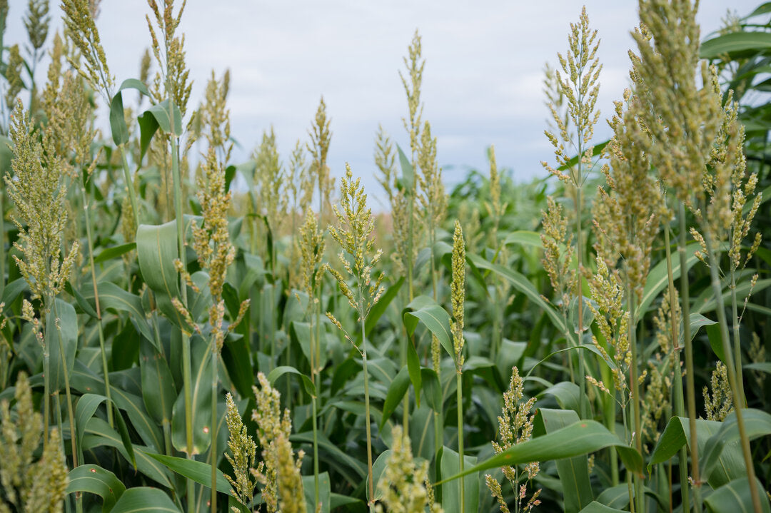 Sorghum Sudan (506x51 BMR Dwarf) – Green Cover