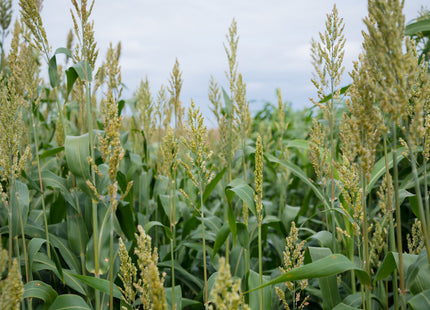 Sorghum Sudan (506x51 BMR Dwarf)