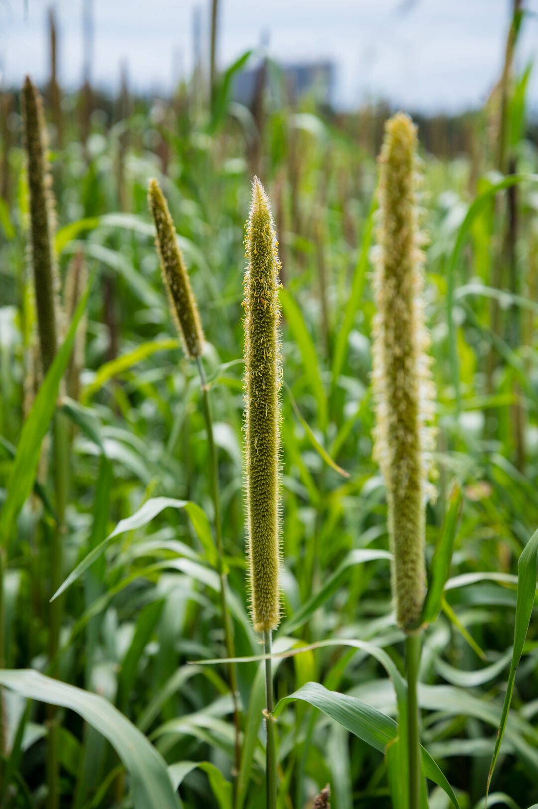Pearl Millet (Exceed BMR) – Green Cover