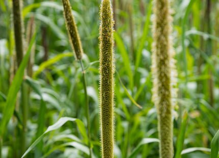 Pearl Millet (Exceed BMR)