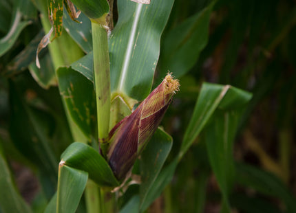 Grazing Popcorn (Non-GMO)