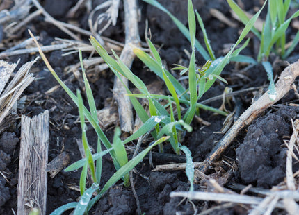 Overwintering Mix