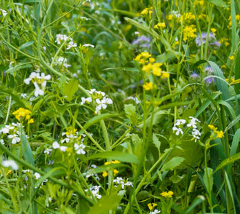 Perennial Pollinator