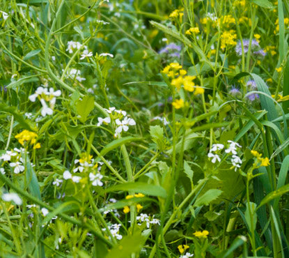 Perennial Pollinator