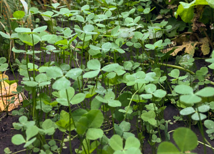 Aberlasting Kura/White Clover - OMRI Inoculated