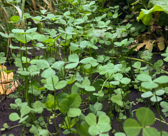 Aberlasting Kura/White Clover - OMRI Inoculated