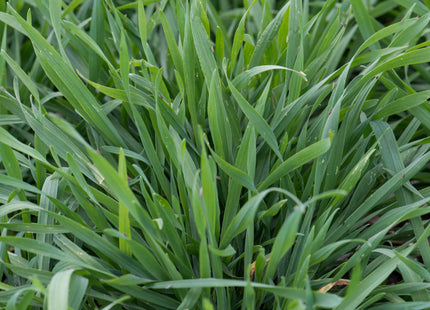 Cereal Rye (Cardinal)