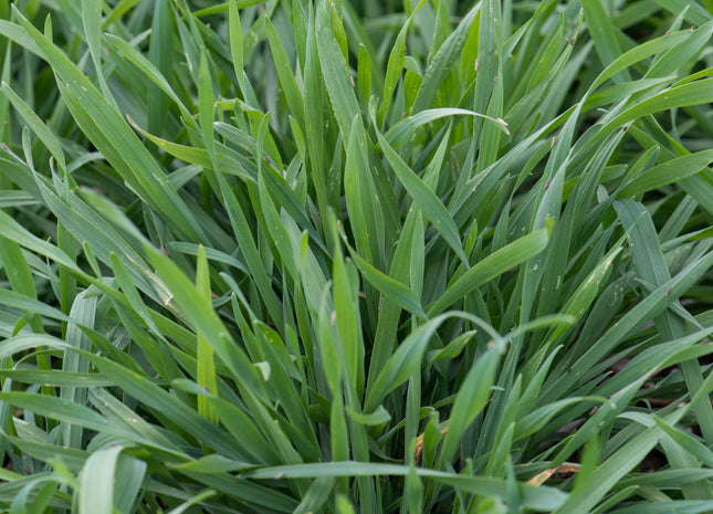 Cereal Rye (Cardinal)