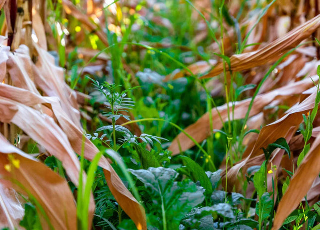 Corn Interseeding Mix (for V3-V6 stage)