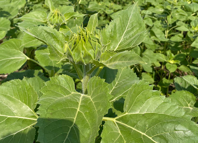 Organic Sunflower