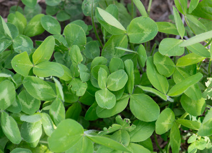 Pasture Frost Seed Mix