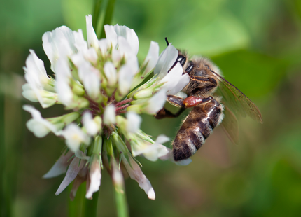 Perennial Pollinator