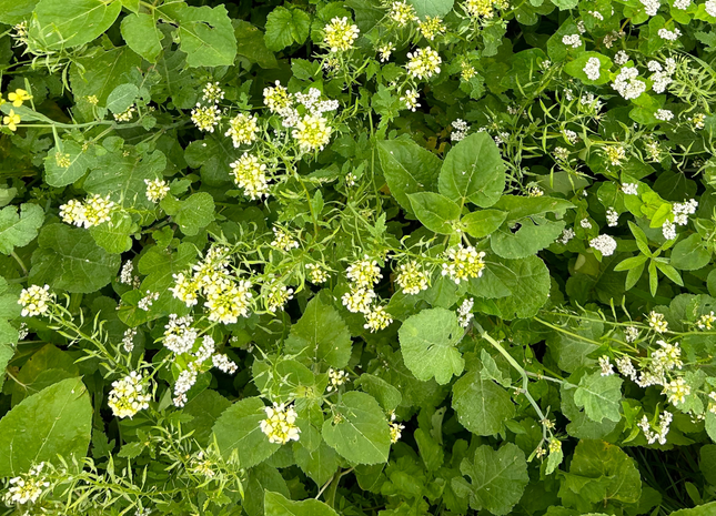 Warm Season Pollinator