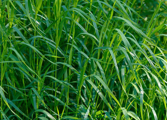 Festulolium (SugarCrest)