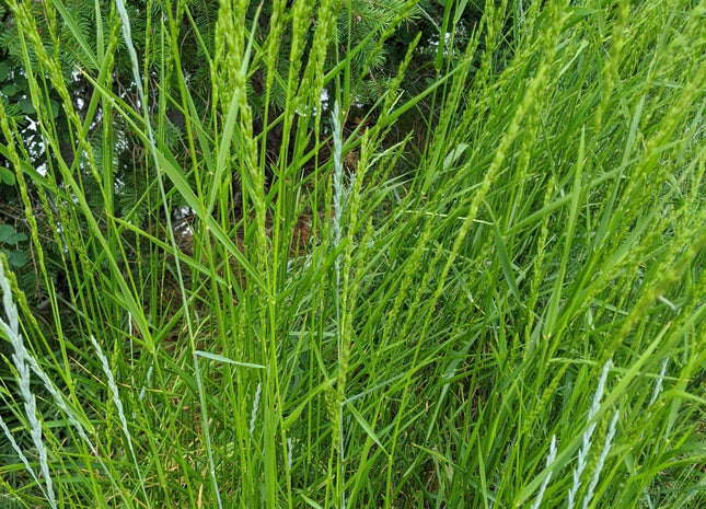Intermediate Ryegrass (TetraMag)